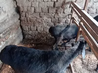كبش, الأغنام — الصورة 3