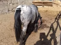 Caballo, Appaloosa — foto 3
