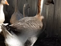 Geese — फ़ोटो 2