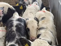 मवेशी (लॉट, लिंग निर्दिष्ट नहीं), Simmental cattle — फ़ोटो 4