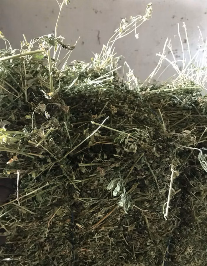 Lucernă