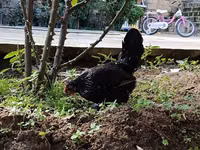जापानीज़ बैंटम — फ़ोटो 3