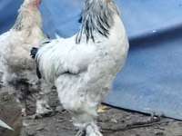 براهما — الصورة 6