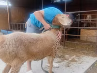 भेड़, Arashan sheep — फ़ोटो 4