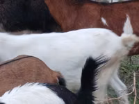 Goat, Goats — photo 2