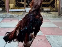 Chickens — 照片 2