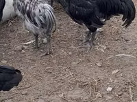 Australian Pit Game fowl — photo 4