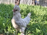 Chickens — Foto 2