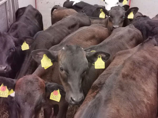 Ng'ombe dume, Aberdeen – Angus