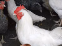 Chickens — foto 3