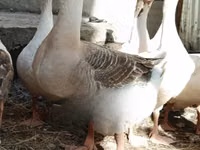 Geese — फ़ोटो 1