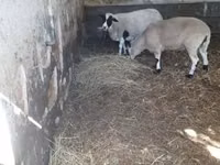 Carnero, Dorper sheep — foto 4