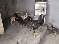 Chickens — Foto 3