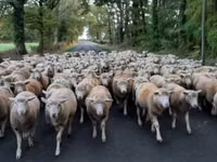 भेड़, Ile-de-France sheep — फ़ोटो 4
