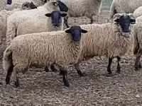母羊, Merino sheep — 照片 4