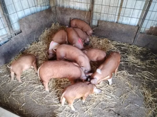 Pigs (batch, sex not specified), Pigs