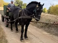 Caballo, Caballos — foto 2