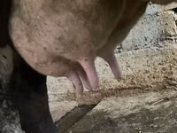 Ng'ombe jike, Russian Black pied cattle — picha 3