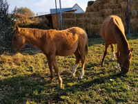 Farasi (kikundi, jinsia haijatajwa), Thoroughbred horse — picha 4