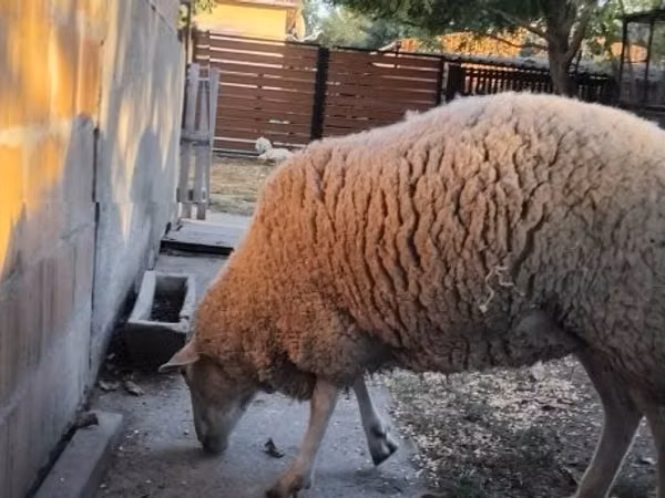 Sheep, Sheep
