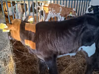 गाय, Russian Black pied cattle — फ़ोटो 4