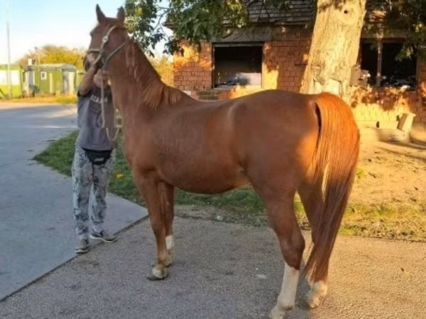 Caballo, Kisber felver