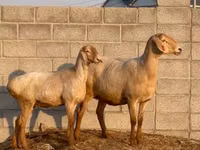 Sheep, Edilbay sheep — photo 1