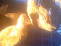 Chickens — photo 6