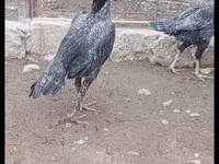 Pearl Grey — picha 4