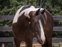 Farasi dume, Friesian — picha 6