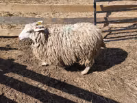 Ovejas (lote, sexo no especificado), Ovejas — foto 7