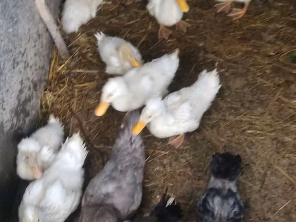 German Pekin