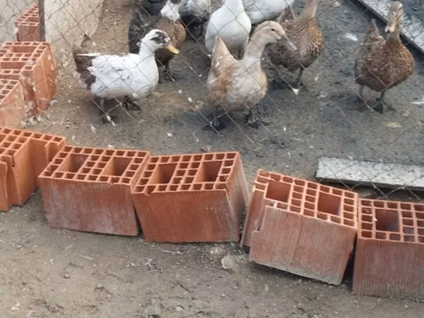 Ducks