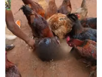 शामो चिकन्स — फ़ोटो 3