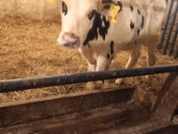 公牛, Russian Black pied cattle — 照片 5