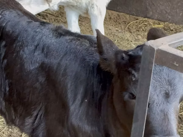 Cow, Cattle
