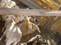 Mbuzi (kikundi, jinsia haijatajwa), Mbuzi — picha 3