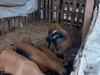 绵羊（批次，未指定性别）, Cameroon sheep — 照片 4
