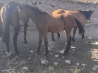 Caballo, Russian Don — foto 7