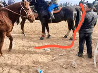 Caballo, Russian warmblood — foto 4