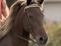 Stute, Rocky Mountain Horse — Foto 4