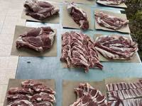 كبش, الأغنام — الصورة 4