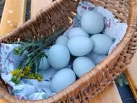 Chickens — foto 4