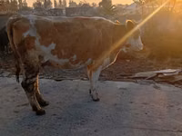 Ng'ombe jike, Simmental cattle — picha 2