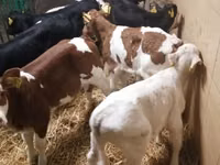牛只（批次，未指定性别）, Simmental cattle — 照片 6