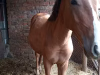 Horse (M), Russian Don — photo 6