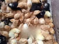 Chickens — फ़ोटो 1