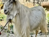 Mbuzi jike, Irish goat — picha 3