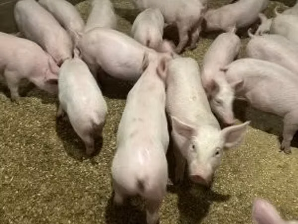 Pigs (batch, sex not specified), 