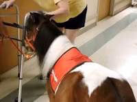 Hengst, Miniature horse — Foto 4